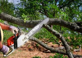 Best Tree and Shrub Care  in South Tucson, AZ