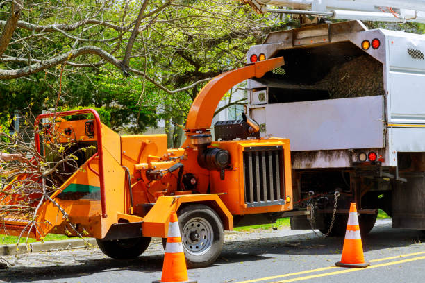 Best Leaf Removal  in South Tucson, AZ