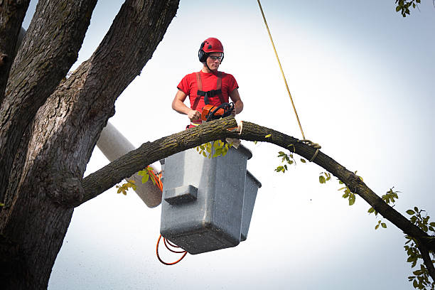 Best Utility Line Clearance  in South Tucson, AZ