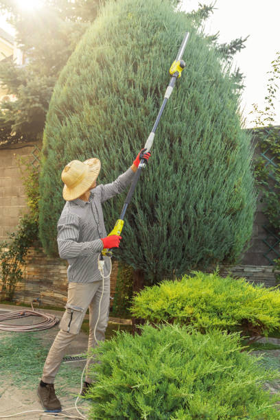 Best Fruit Tree Pruning  in South Tucson, AZ