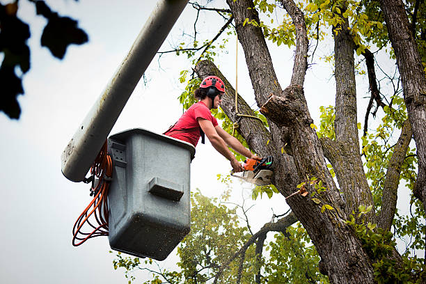 Best Tree Preservation Services  in South Tucson, AZ